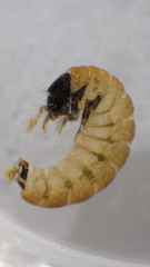 Glossosoma nigrior