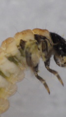 Glossosoma nigrior
