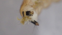 Glossosoma nigrior