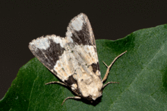 Condica cupentia