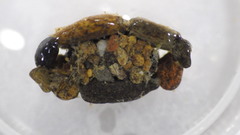 Glossosoma nigrior