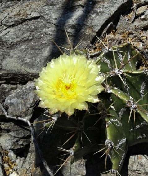 Astrophytum ornatum