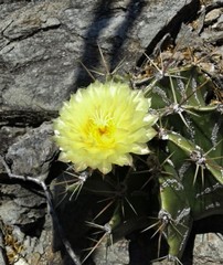 Astrophytum ornatum