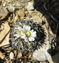 Echinofossulocactus pentacanthus