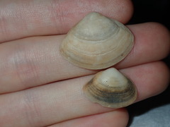 Mactra pusilla