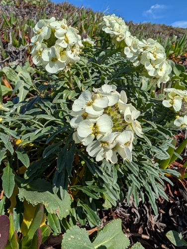 headland wallflower (Erysimum concinnum)