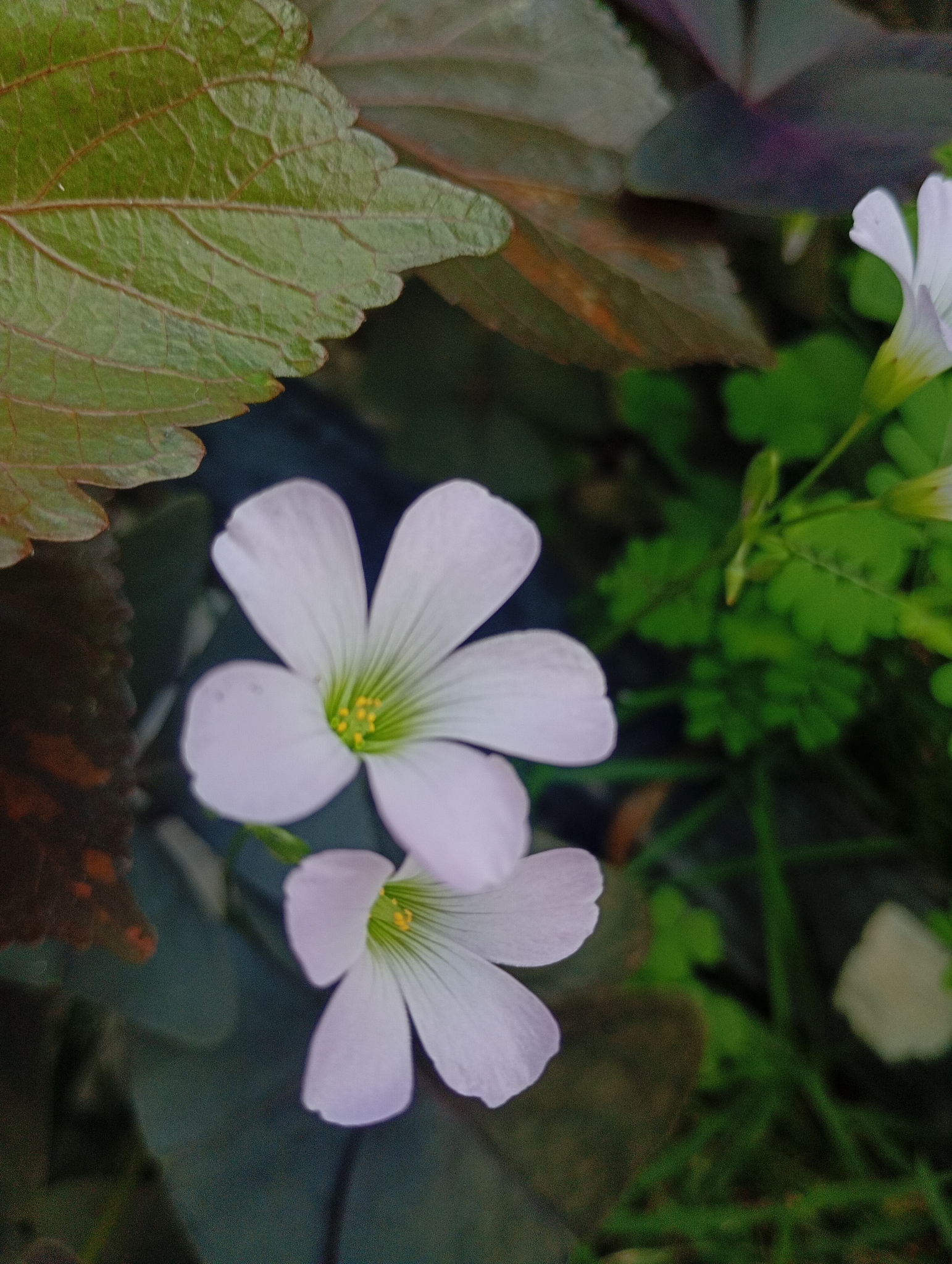 Oxalis triangularis