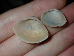 Mactra pusilla