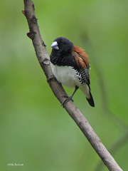 Spermestes bicolor nigriceps