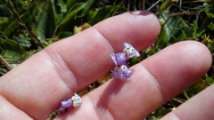 Linaria amethystea
