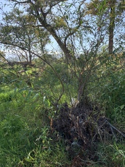 Salix mucronata