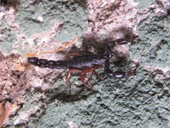 Bothriurus rochensis