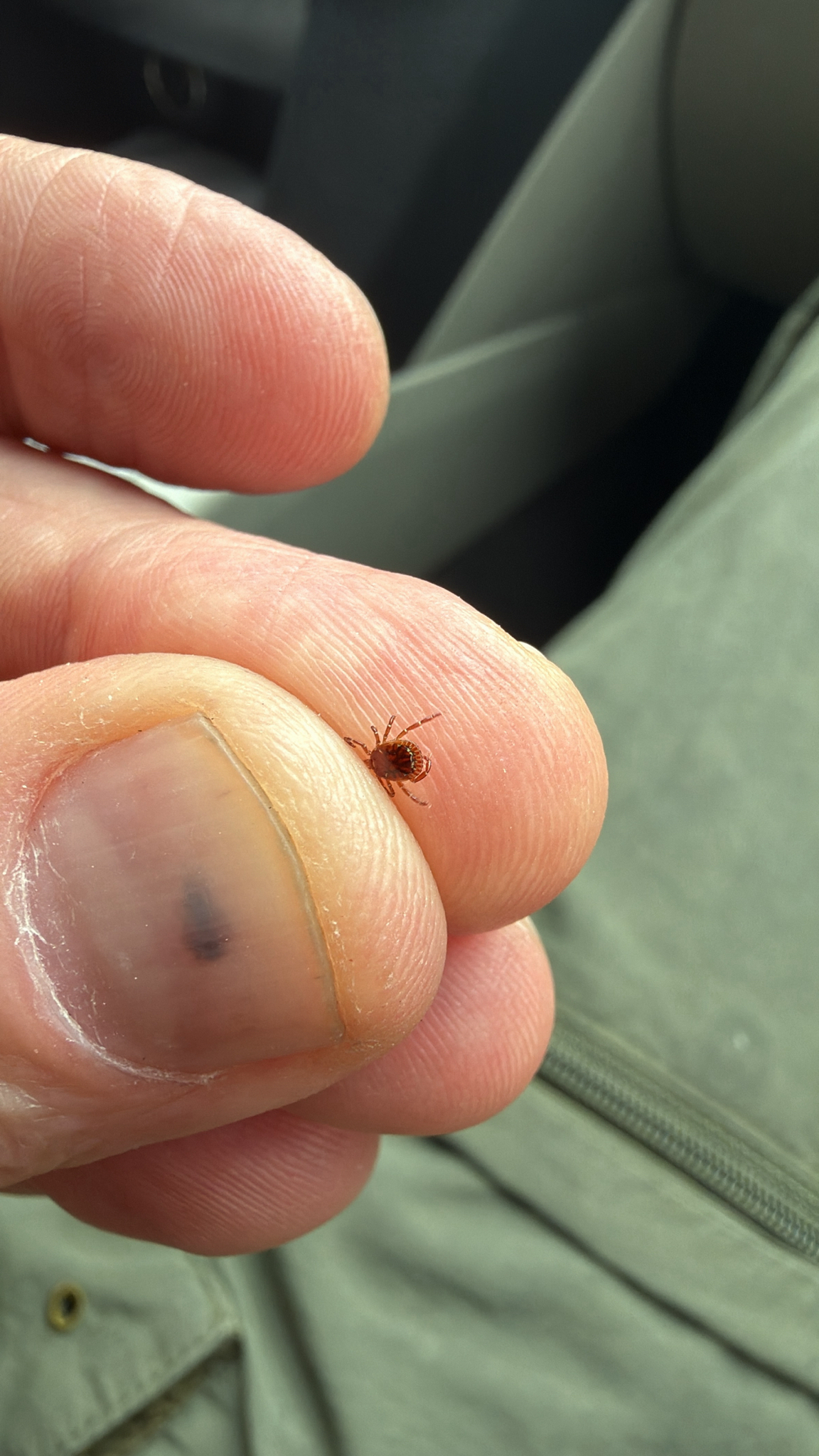 Amblyomma americanum Linnaeus, 1758