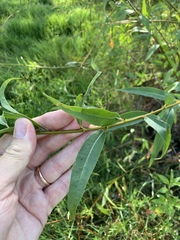 Salix mucronata