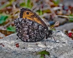 Oeneis chryxus chryxus