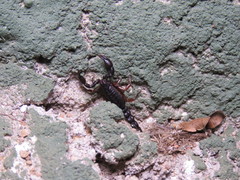 Bothriurus rochensis