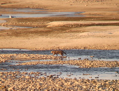 Prionailurus bengalensis euptilurus