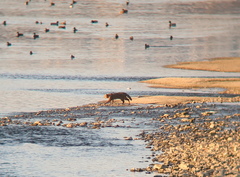Prionailurus bengalensis euptilurus