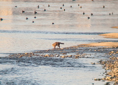 Prionailurus bengalensis euptilurus