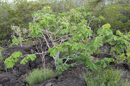 Piscidia carthagenensis, photograph 4