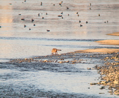 Prionailurus bengalensis euptilurus