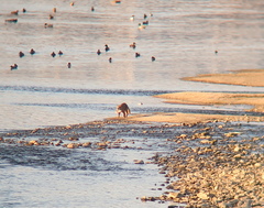 Prionailurus bengalensis euptilurus