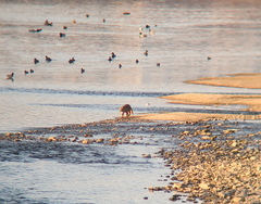 Prionailurus bengalensis euptilurus