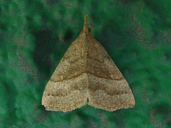 Hypena atomaria