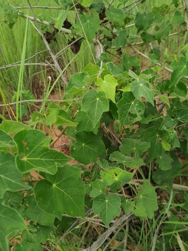 Common Star-Chestnut