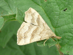 Hypena atomaria