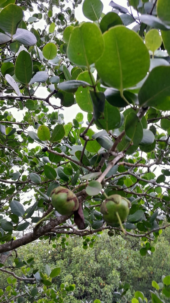 Sonneratia ovata (Sonneratia ovata)