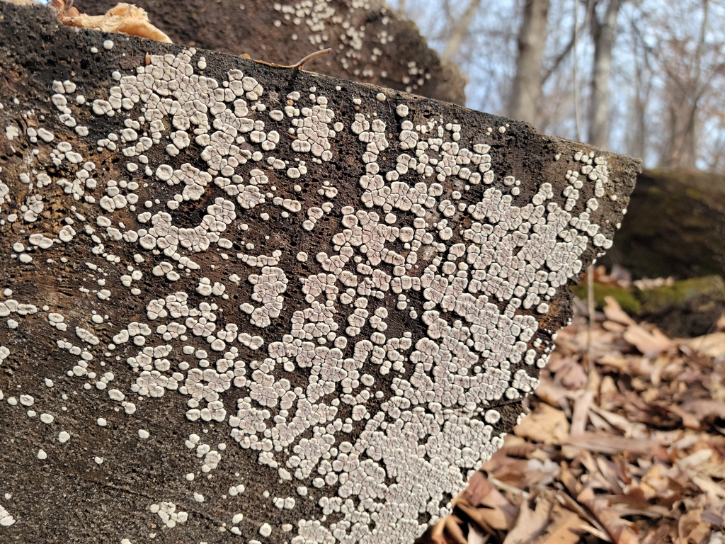 Xylobolus frustulatus · March 2026 · photo: © jasonwebb (iNaturalist, cc0)
