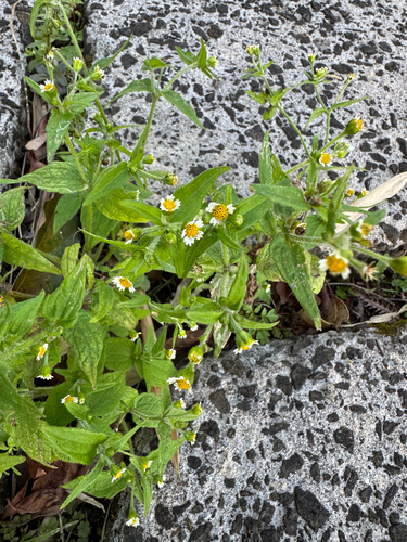 Galinsoga quadriradiata observed 2026-03-08