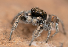 Habronattus anepsius