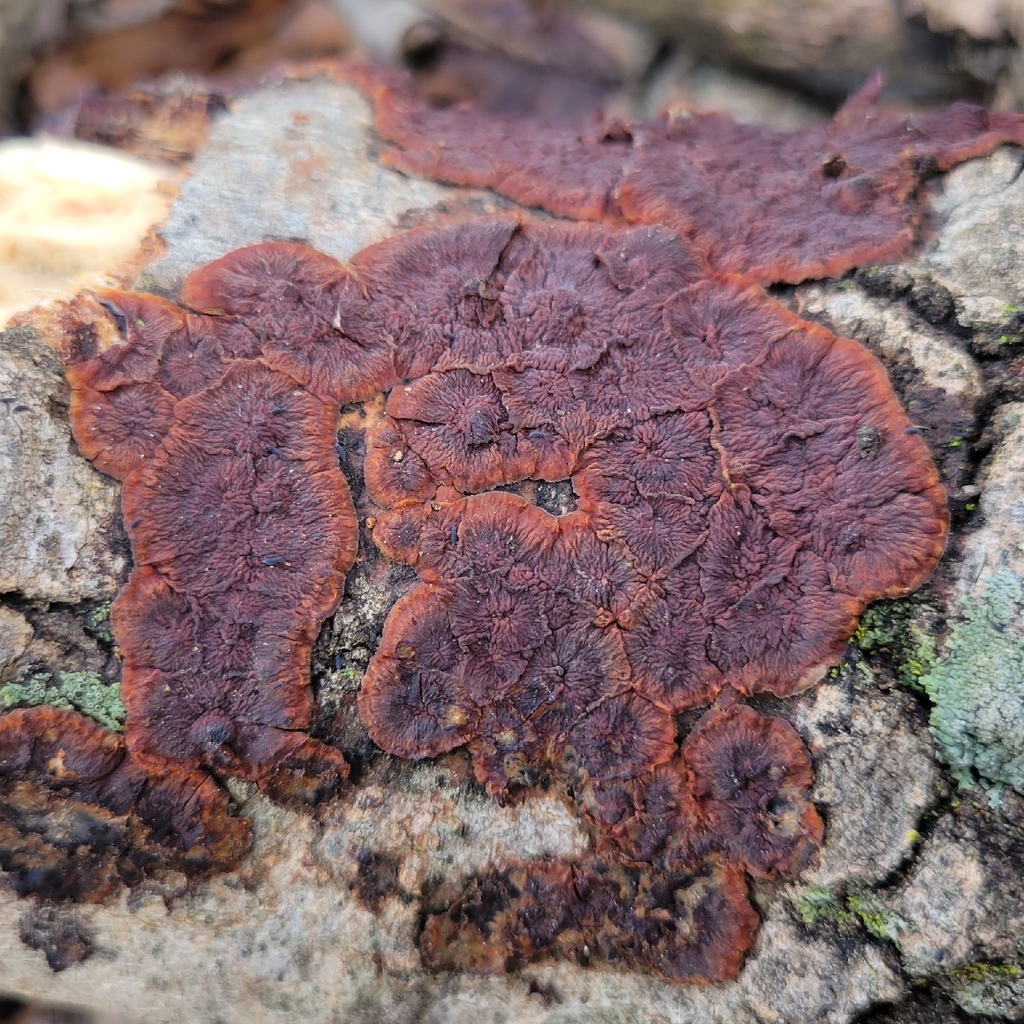 Punctularia strigosozonata · March 2026 · photo: © jasonwebb (iNaturalist, cc0)