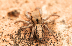 Habronattus anepsius