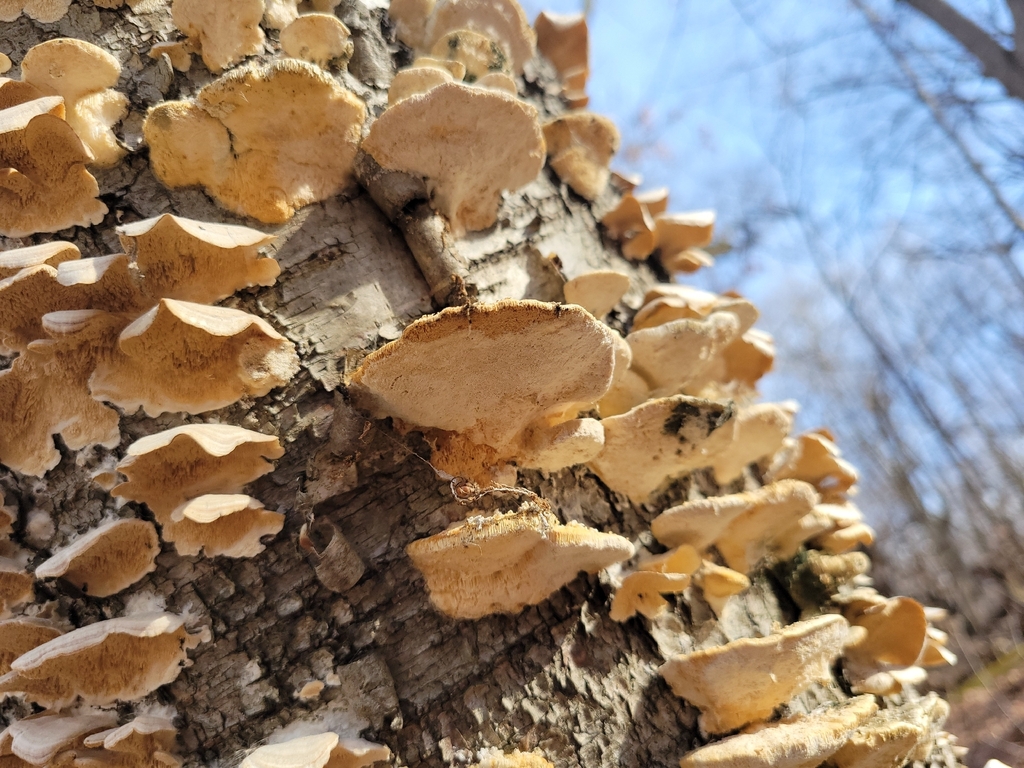 Trametes pubescens · March 2026 · photo: © jasonwebb (iNaturalist, cc0)