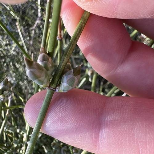 rough jointfir (Ephedra aspera)