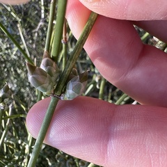 Ephedra aspera, photograph (c) Mark Pollock, some rights reserved (CC BY)