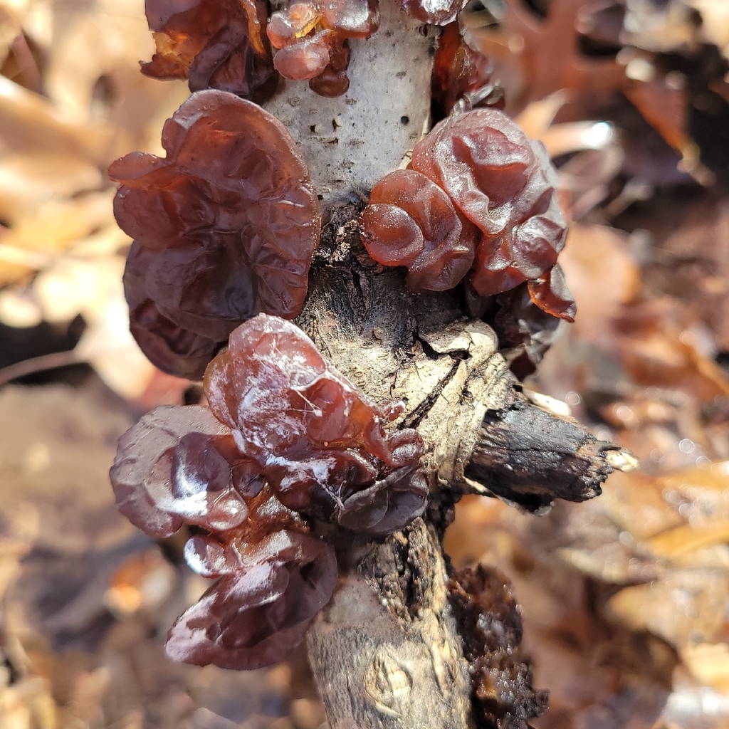 Exidia crenata · March 2026 · photo: © jasonwebb (iNaturalist, cc0)