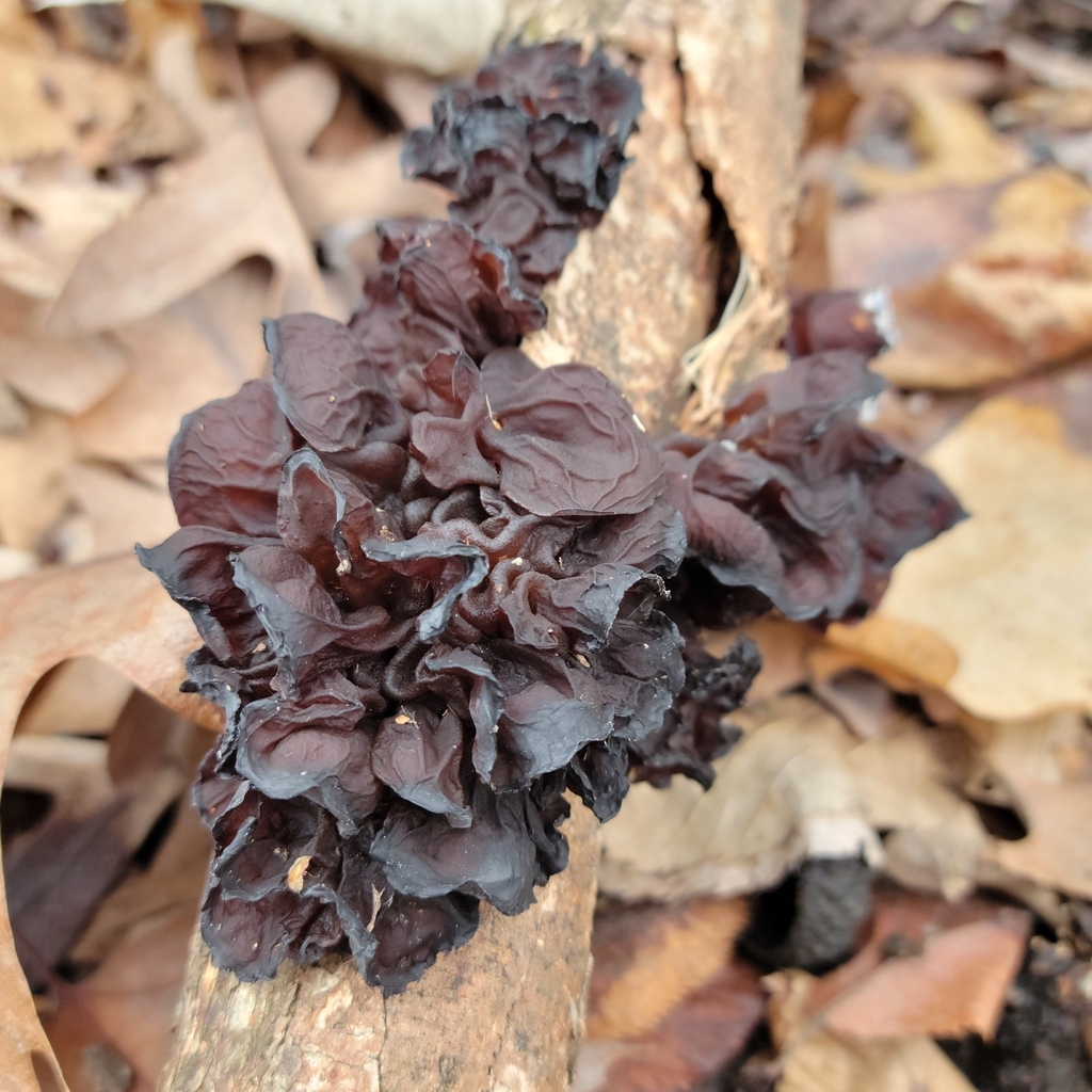 Exidia crenata · March 2026 · photo: © jasonwebb (iNaturalist, cc0)