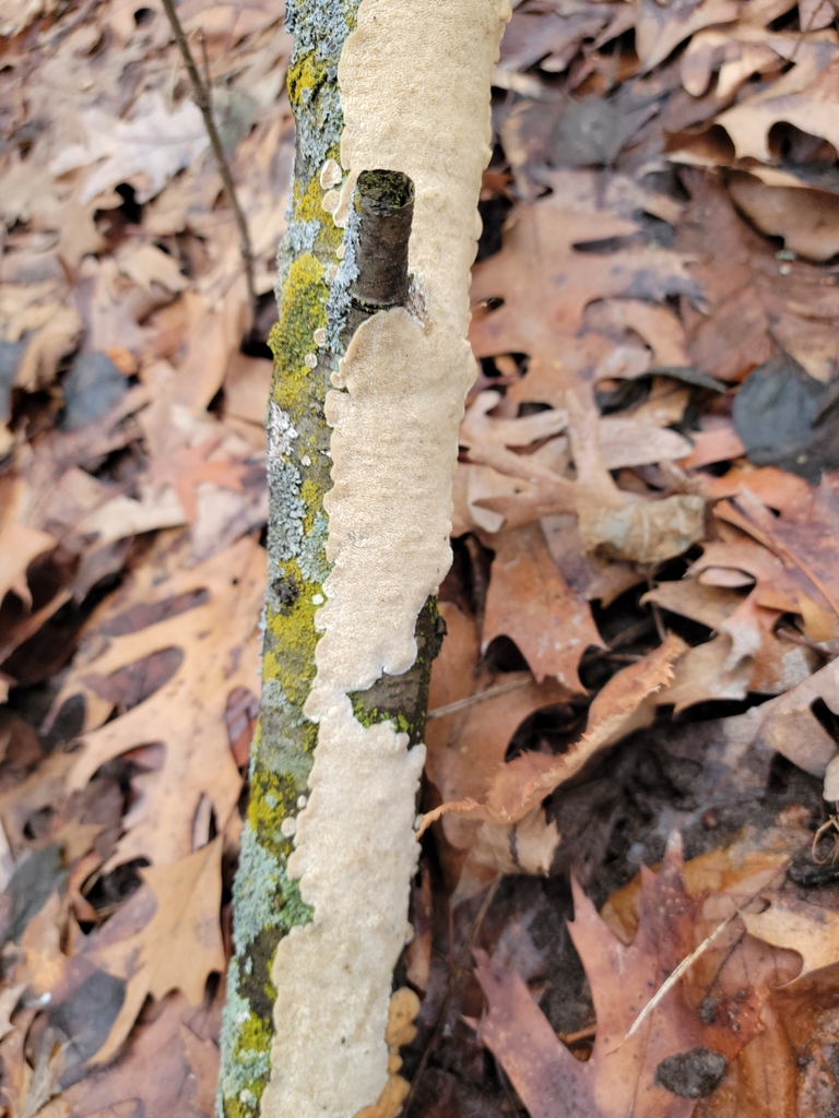 Irpex lacteus · March 2026 · photo: © jasonwebb (iNaturalist, cc0)