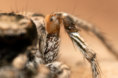 Habronattus anepsius