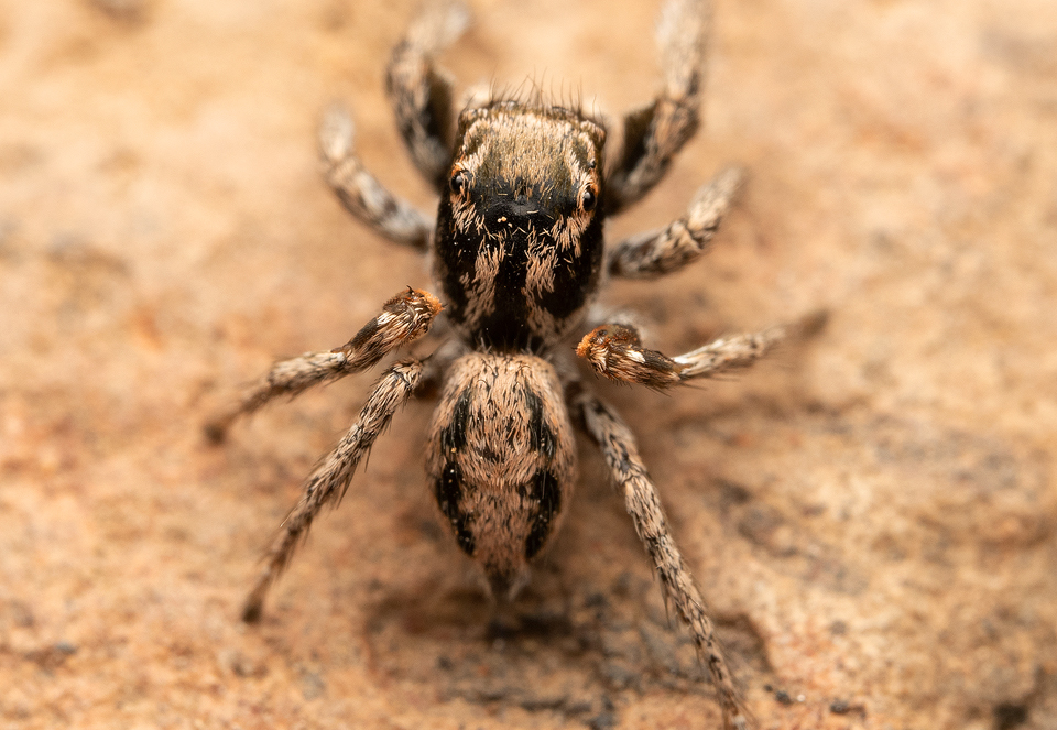 Habronattus anepsius