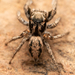 Habronattus anepsius - Photo (c) Marshal Hedin, some rights reserved (CC BY-NC-SA), uploaded by Marshal Hedin