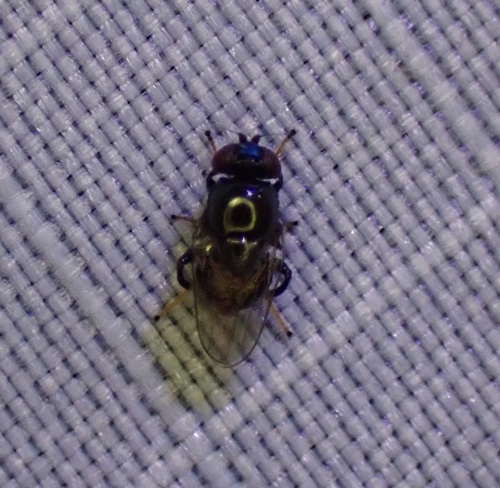 Rhodesiella scutellata, 2026-03-07
