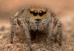 Habronattus anepsius