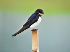 Hirundo rustica