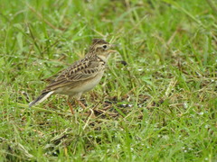Oriental Skylark photo 4