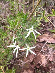 Anthocercis angustifolia